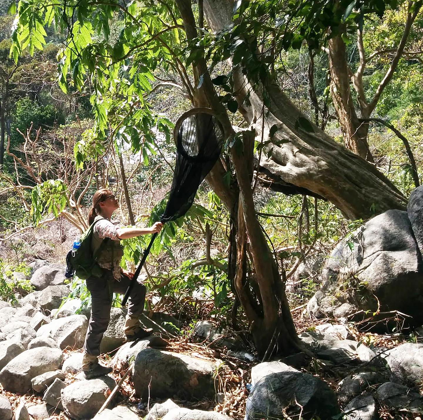 Searching for Praying Mantises