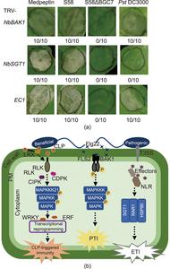 Graphical abstract