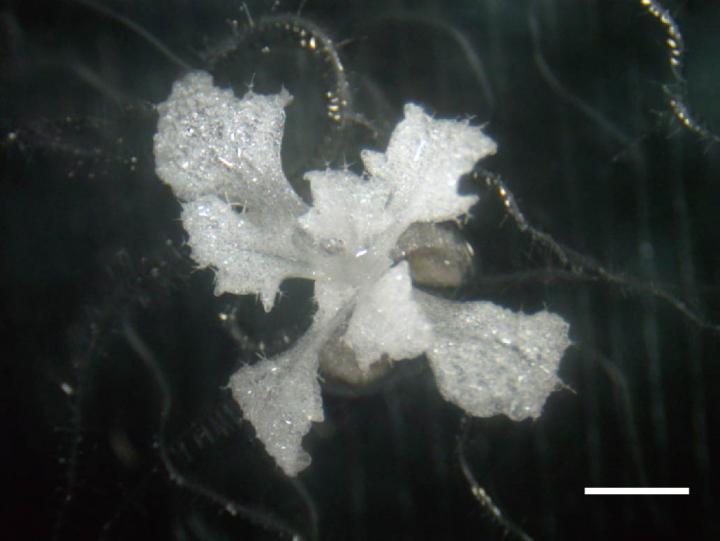 An <i>Arabidopsis thaliana</i> Plant Turned Into an Albino Species by Knockout of the PDS3 Gene