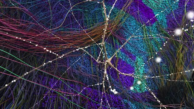 Neurons in the Mouse Neocortex Form Billions of Connections