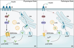 Chinese researchers reveal SERCA2a as a molecular link between insulin resistance and the early pathogenesis of diabetic cardiomyopathy