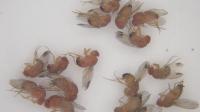 Study Shows Effectiveness of Suppressing Female Fruit Flies