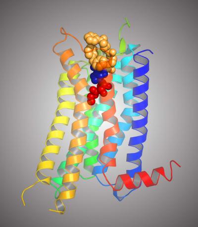 Structure of an Agonist-bound Human A2A Adenosine Receptor