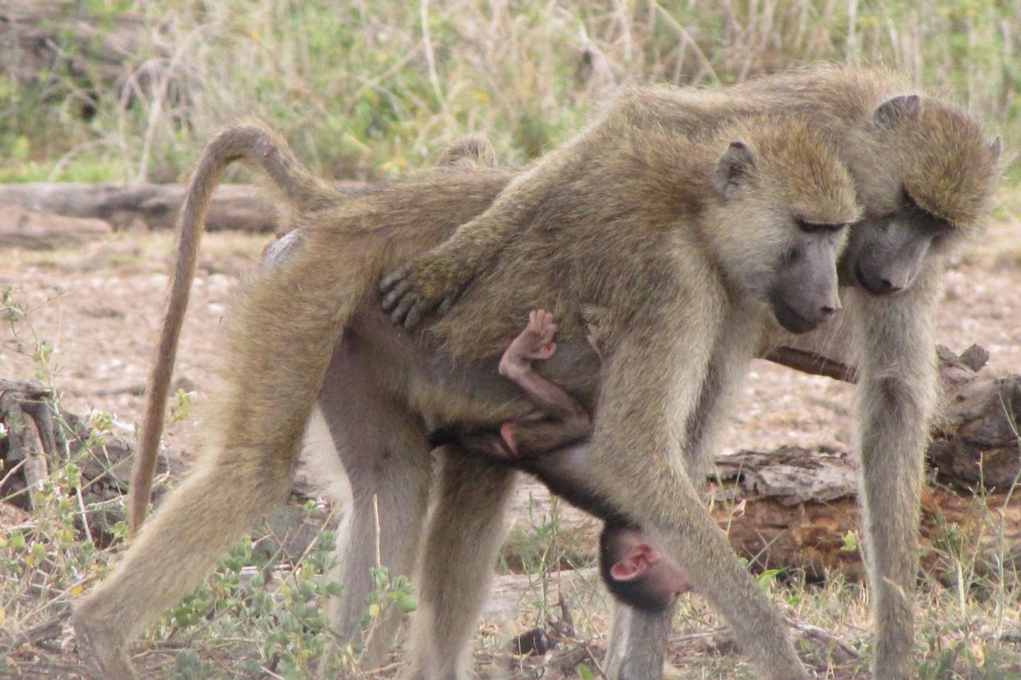 Baboon females, Amboseli basin, Kenya