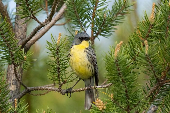 Kirtland's Warbler