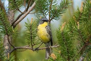 Kirtland's Warbler