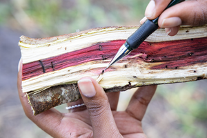 Wood infested with PSHB and fungus