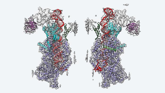 Primary microRNA pri-let-7a1