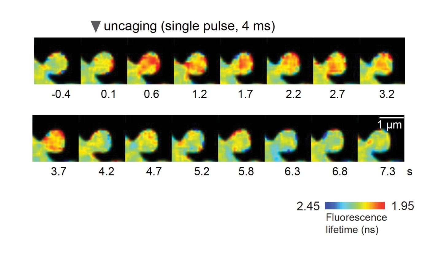 Novel Biosensor Can Report the CaMKII Activity that Is Dependent on Its Association with Calmodulin 