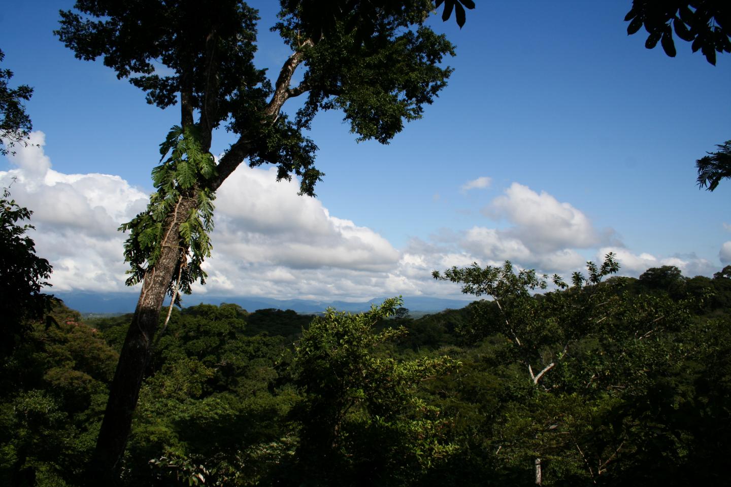 How Fungi Influence Global Plant Colonization