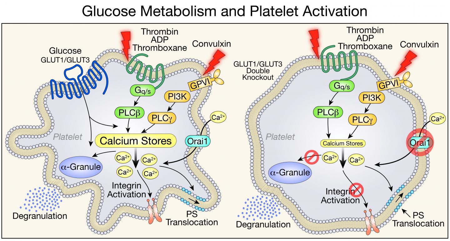 Study Identifies Multiple Roles of Glucose Metabolism in Platelet Activation and Survival