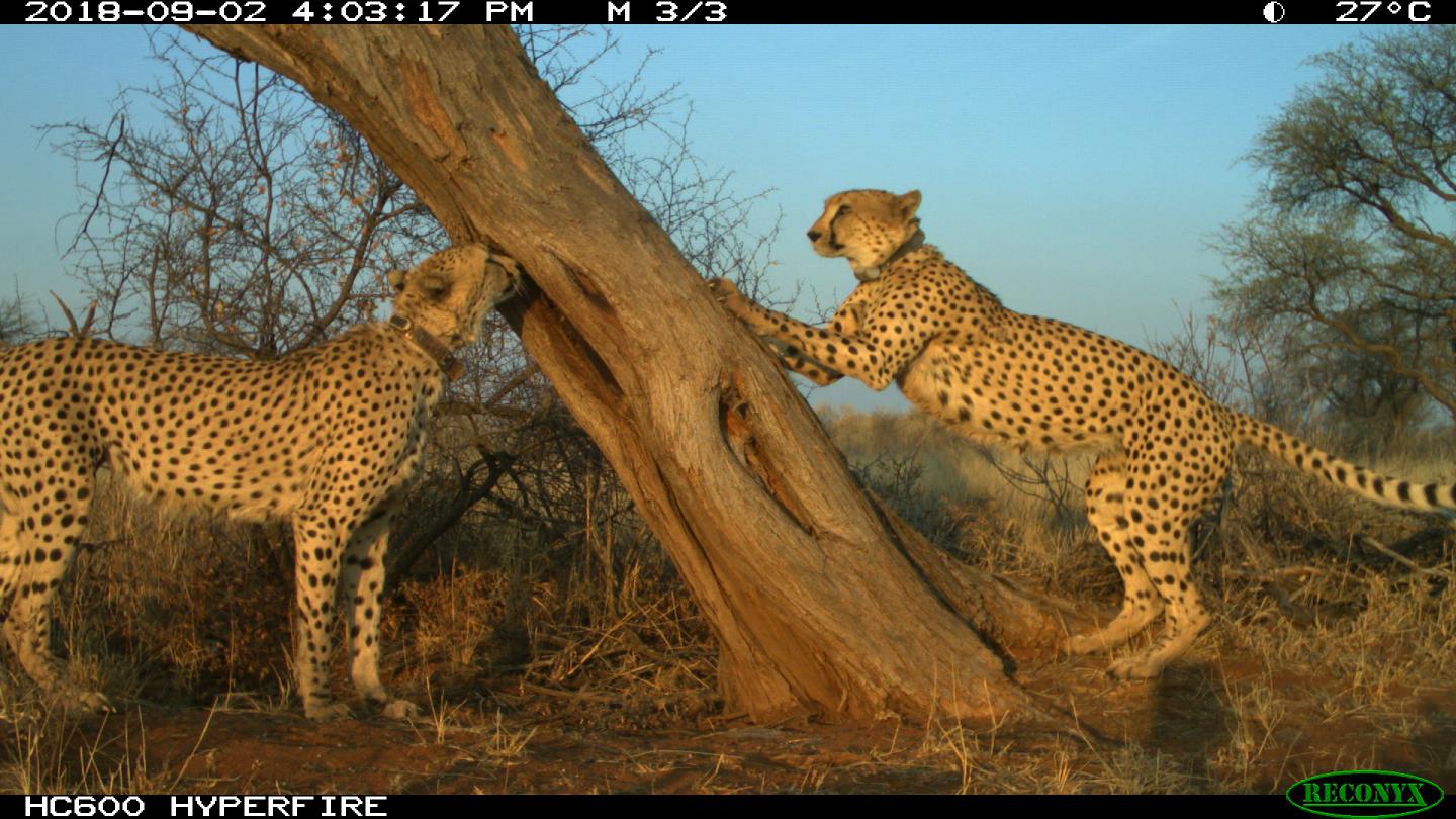 Coalition of two male cheetahs sniffing and marking at a scent marking site in a communication hub.