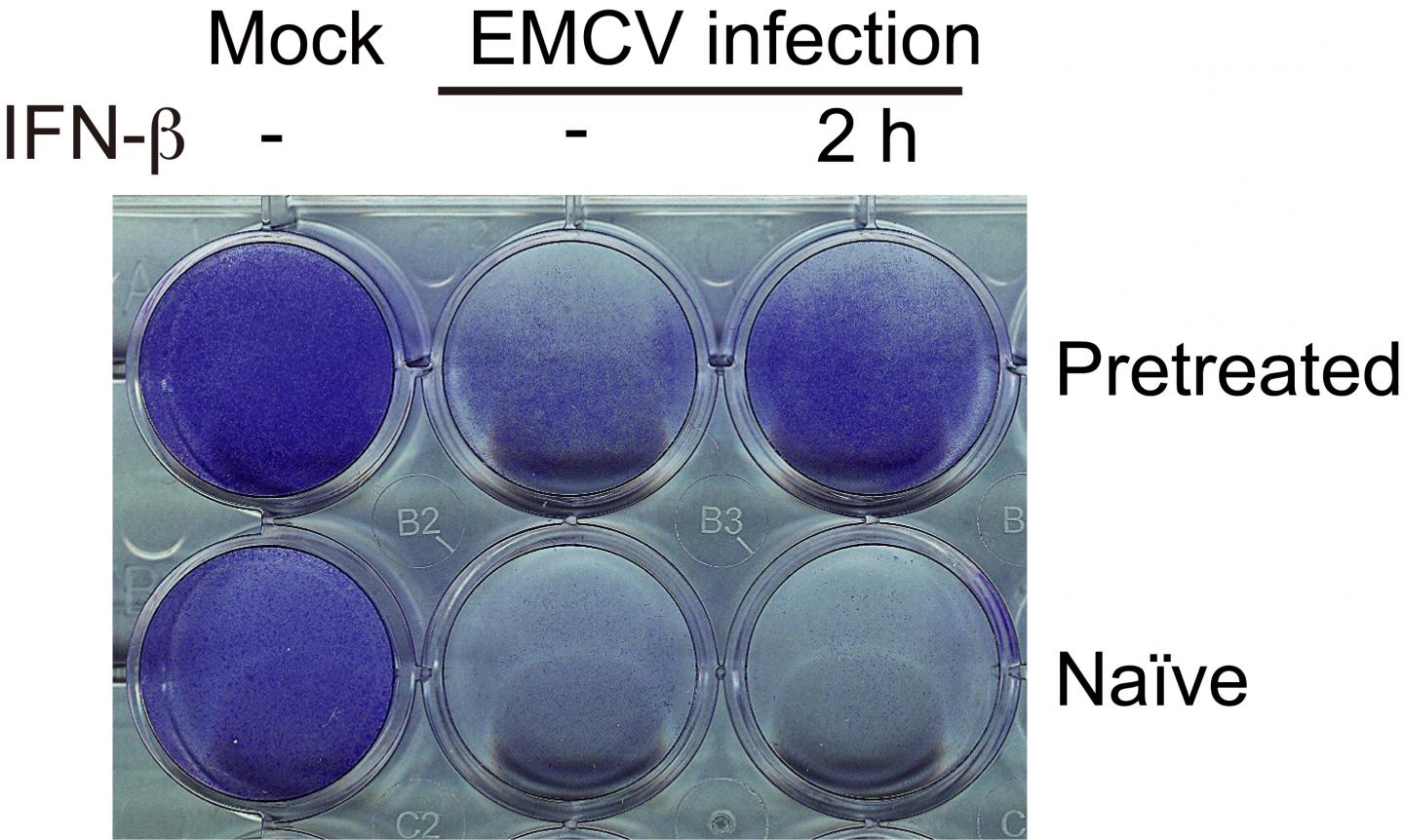 Cell Survival Under Different Pretreatment Conditions