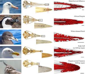 Comparison of bird beaks