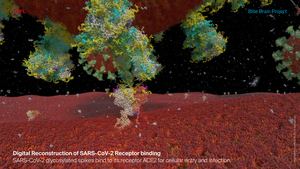 Digital reconstruction of SARS-Cov-2 receptor binding