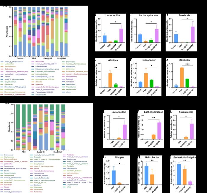 Fig. 5. The intestinal and intratumoral microbiota regulation by Oxa@HMI Gel in orthotopic colorectal cancer mice.