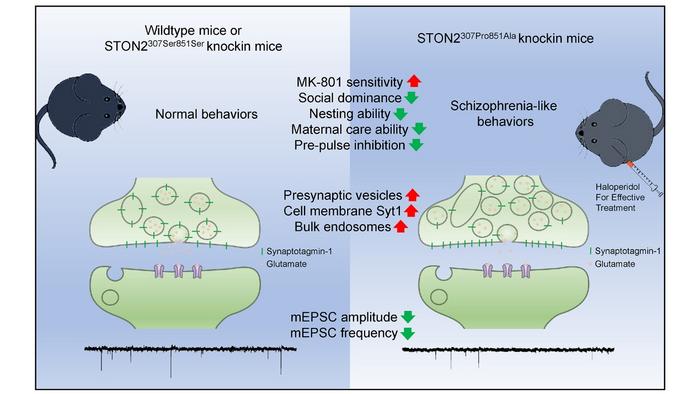 A model illustrating the effect of STON2 variations on synaptic transmission and schizophrenia-like behaviors.