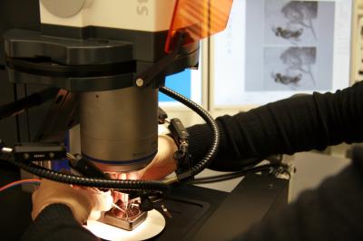 <i>Nasonia</i> Preparation