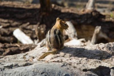 Golden-Mantled Ground Squirrel Eating an Insect