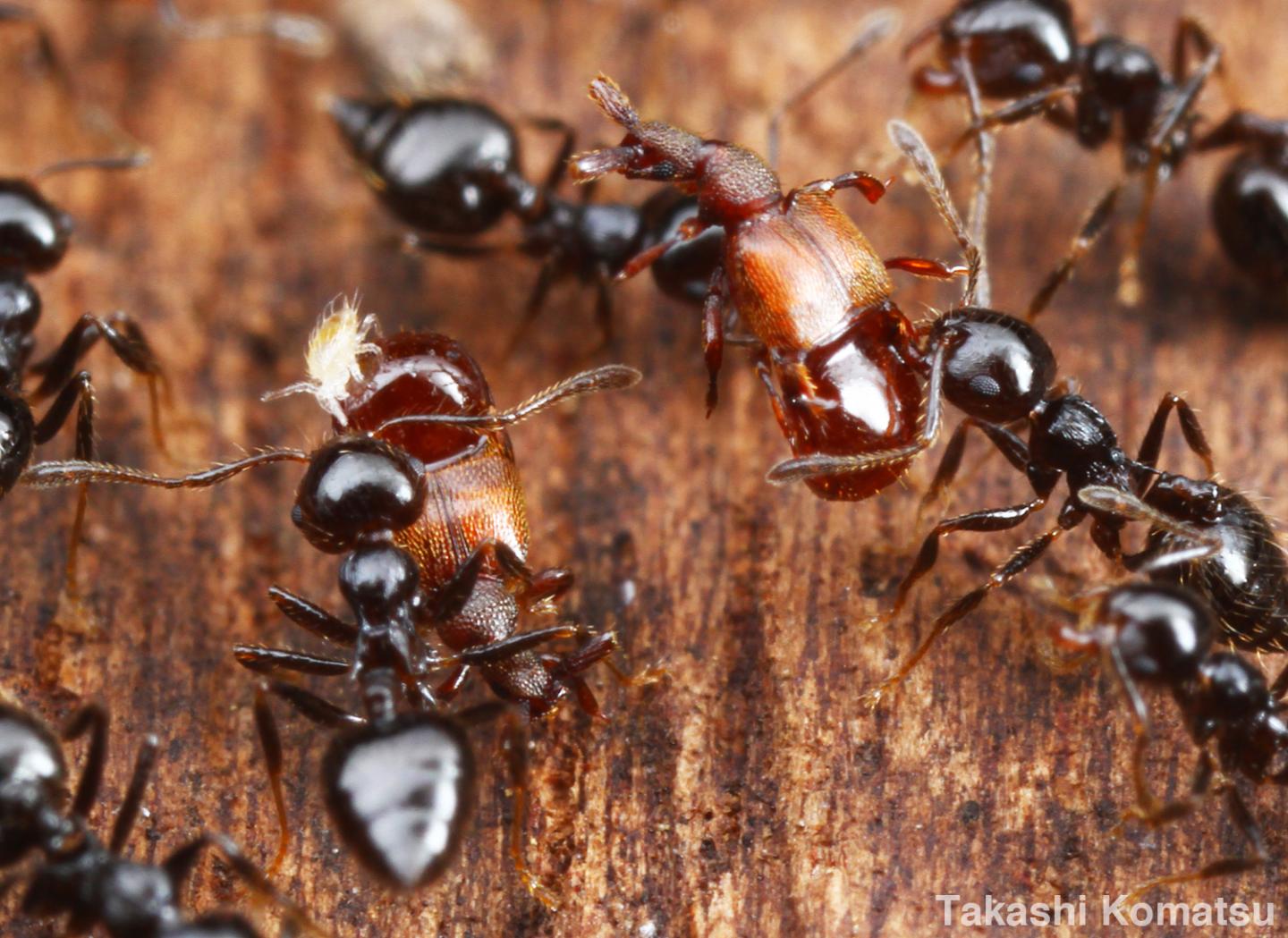 Clavigeritae Beetles and Ants