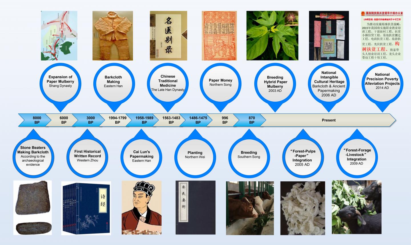 Historical Timeline of Paper Mulberry