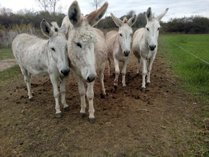 Argentinian donkeys