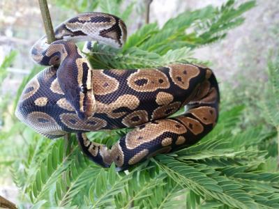 Ball Python