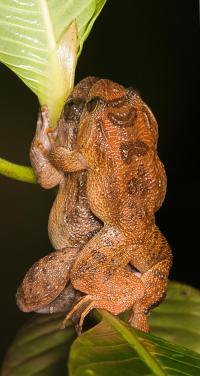 The Bombay Night frogs in Dorsal straddle