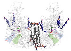 Sodium–potassium–chloride transporter NKCC1