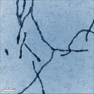 Multicompartment, Self-Assembled Cylinders 1,000 Times Thinner than a Human Hair