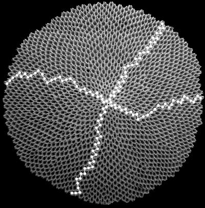 <i>Cupuladriid biporosa</i> With Lines