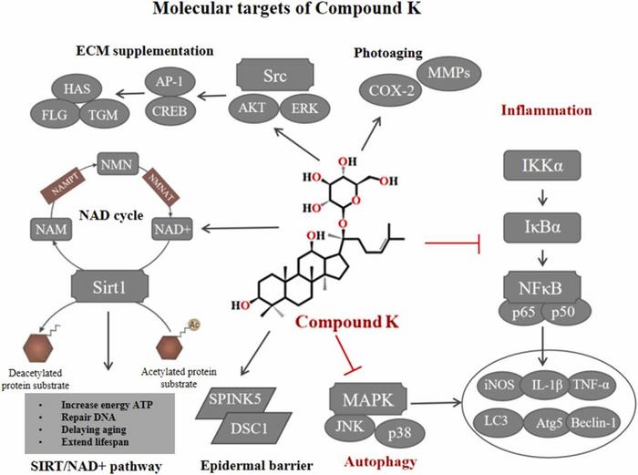 Mechanism of anti-aging target of rare ginsenoside Compound K.