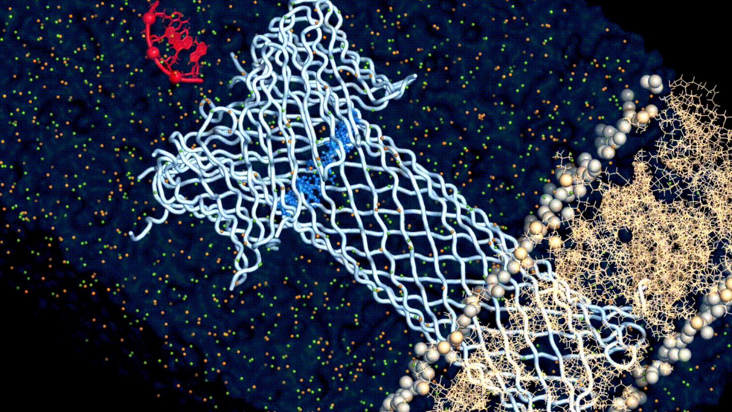 Molecular Simulation of An Engineered Aerolysin Pore Translocating DNA