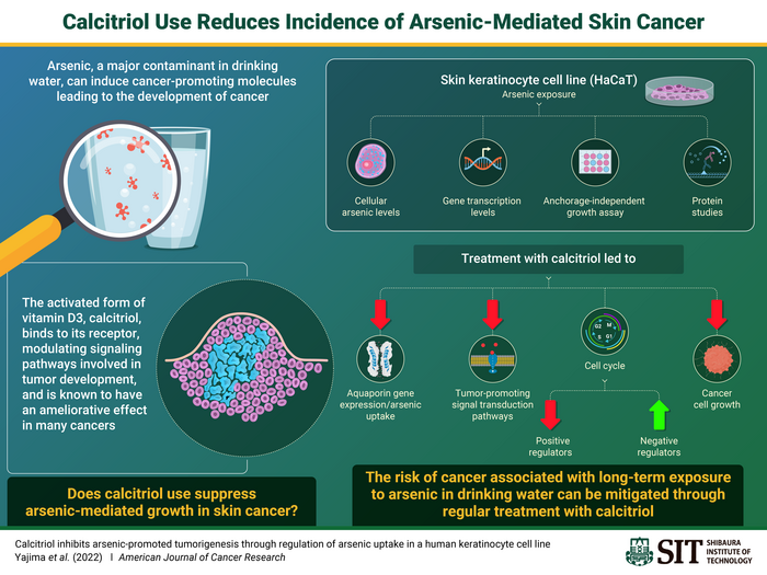 Calcitriol use may have an ameliorative effect on arsenic-mediated skin cancer, report researchers from Shibaura Institute of Technology