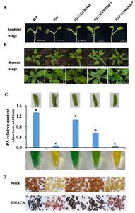 Phenotype and proanthocyanidin content analysis of tri-site phosphorylated and dephosphorylated CsWD40 transgenic Arabidopsis thaliana.