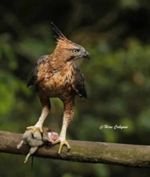 Adult Javan Hawk-Eagle with prey