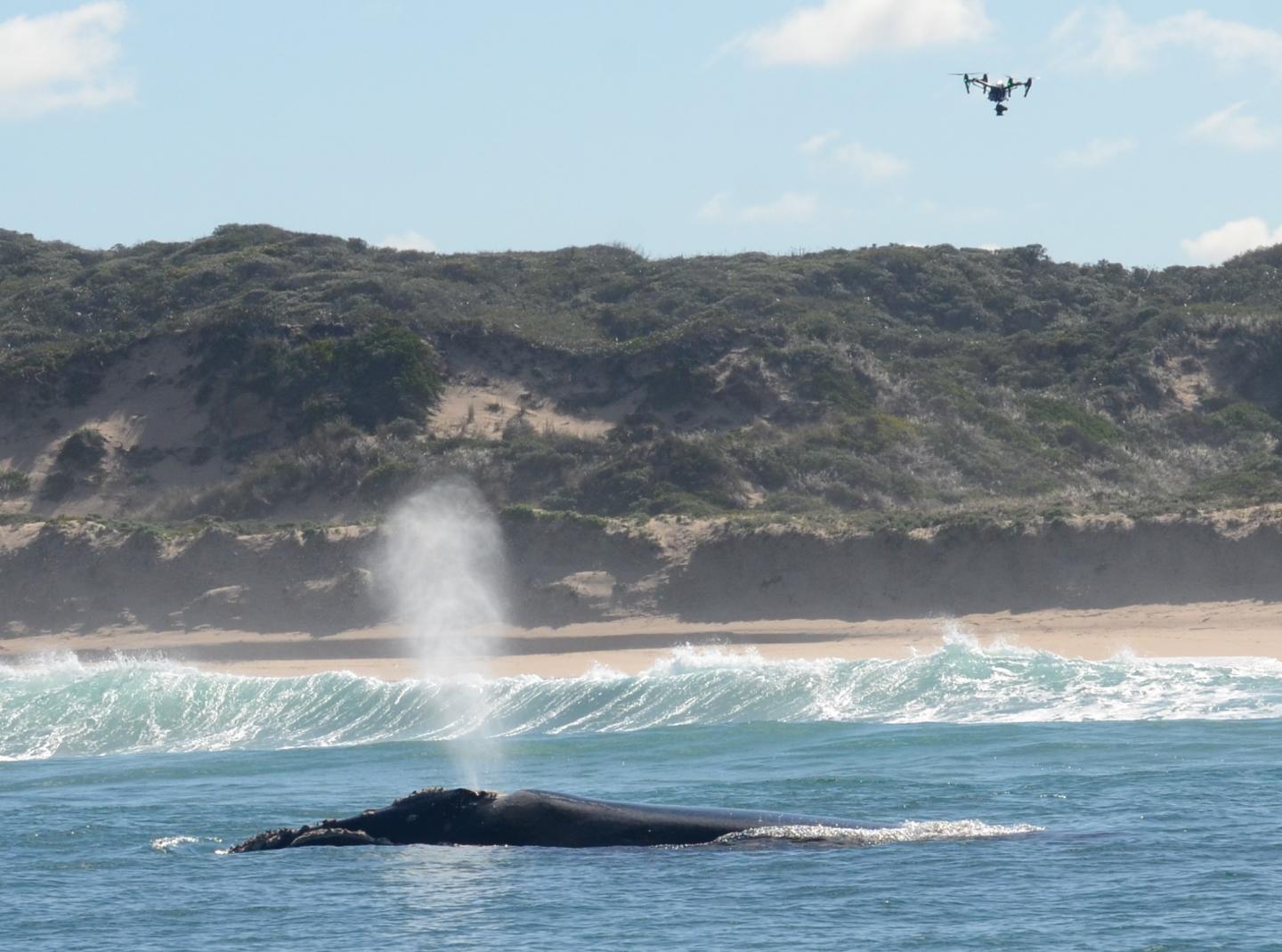 Inspire Pro 1 Hovers above Southern Right Whale