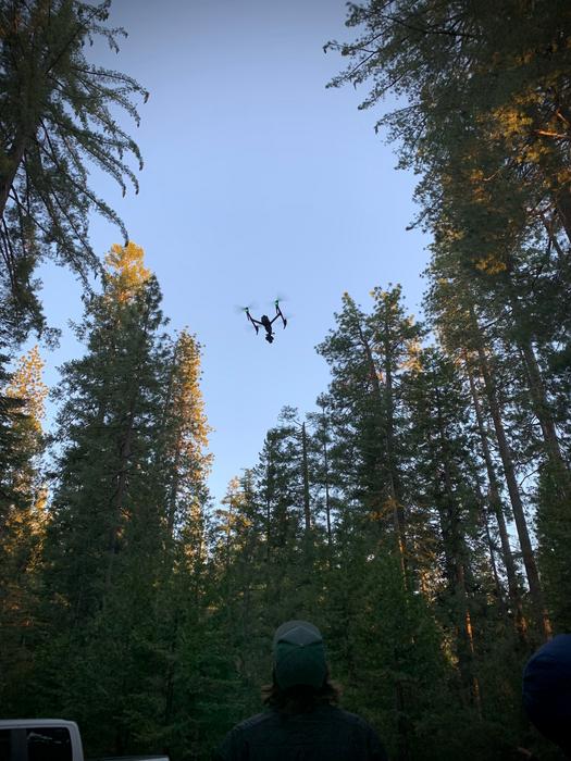 Camera crew for documentary uses drone to capture aerial shots of bark beetle attacks on trees in Tahoe National Forest.