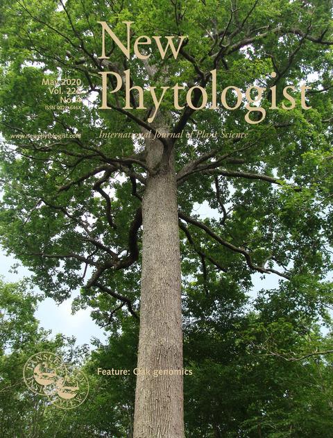 <i>New Phytologist</i> Landmark 10-Article Collection Clarifies Oak Evolution