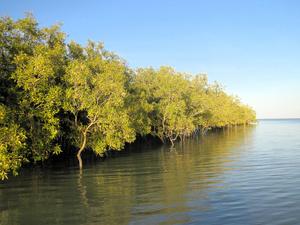 Mangrove trees