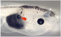 Functioning Eye in Midsection of Frog Embryo