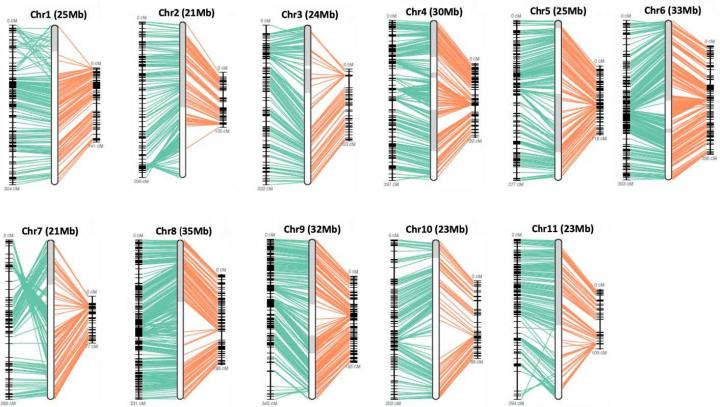 Complete Genome Sequence