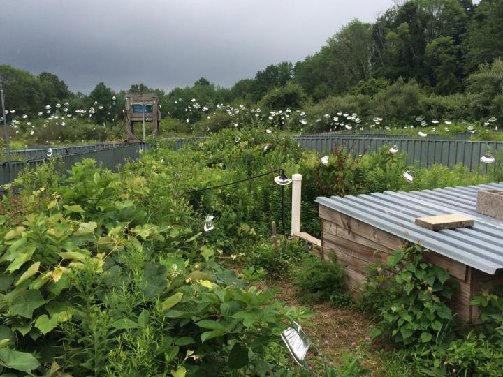 Outdoor Mouse Enclosure