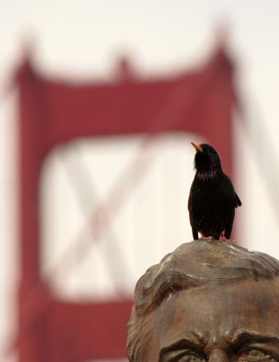 European Starling Sings