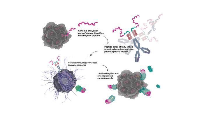 Illustration of a new form of precision medicine, an antibody, with the potential to treat several types of cancer. A combination of three different functions in the antibody, which strongly amplify the effect of T cells on the cancer tumour.