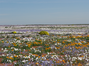 Spring mass flower display, South Africa