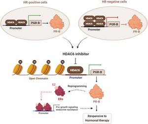 HDAC6 inhibitor