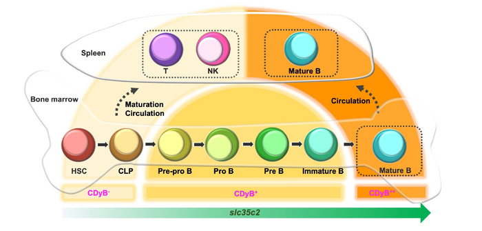 Figure 2. [IMAGE] | EurekAlert! Science News Releases