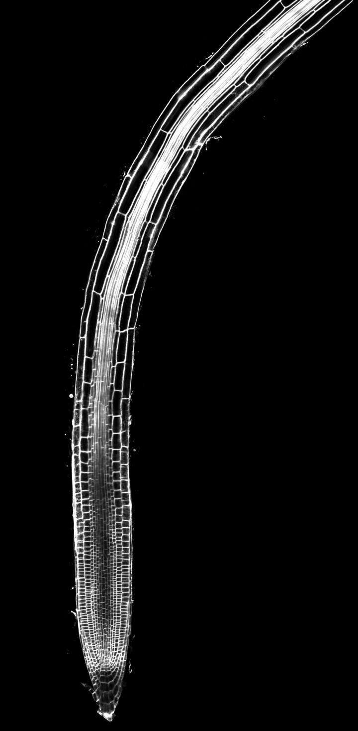 Root Tip of <i>Arabidopsis thaliana</i>