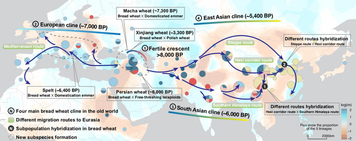 Trans-Eurasian expansion of bread wheat